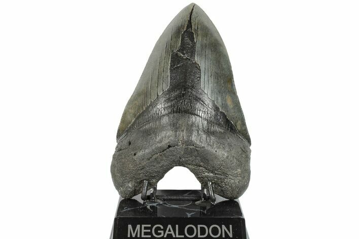 Serrated, Fossil Megalodon Tooth - Foot Shark! #203029